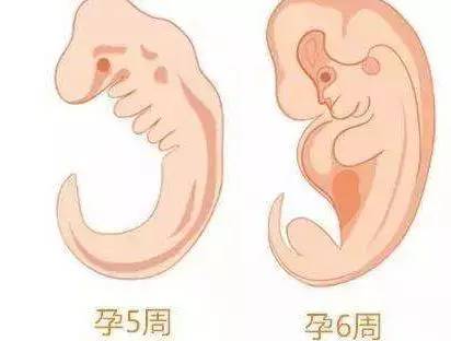虎门女子怀孕6周没有胎心胎芽正常吗?